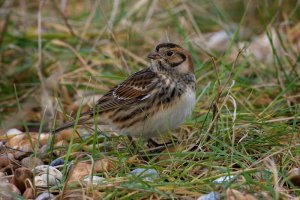 Lapland Bunting