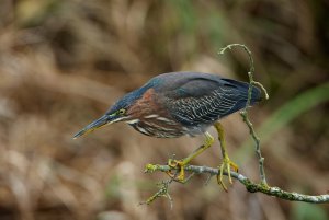 Green Heron