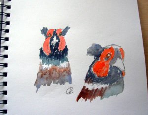 Pheasent Sketches
