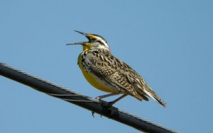 Western Meadowlark (singing)