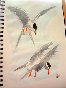 Common Tern watercolour