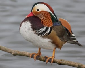 Mandarin Duck