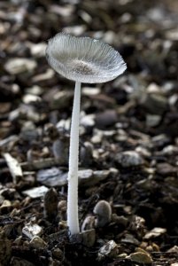 Fungi  ID please !