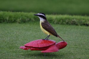 great kiskadee