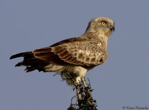 Short Toed Snake Eagle