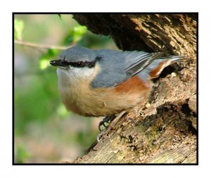 Last of the nuthatches