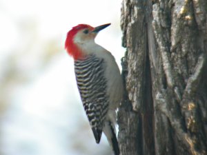 Red Bellied Woodpecker