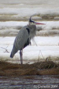 Great Blue Heron