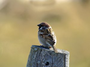 Eurasian Tree Sparrow