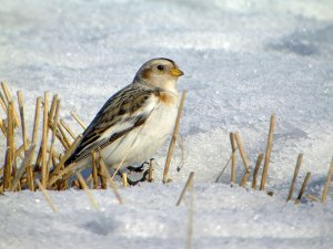 Snow bunting