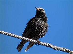 Starling