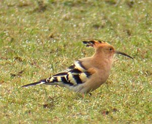My first Hoopoe!! (Not the worlds best picturre though!