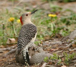 Red-Bellied Woodpecker