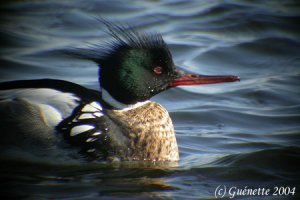 Red-breasted Merganser