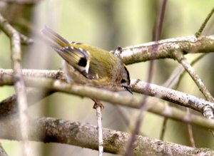 My first Goldcrest!