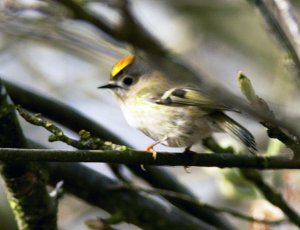 Goldcrest