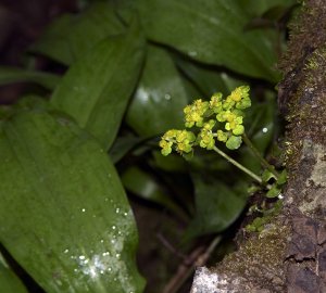 Opposite Leaved Saxifrage