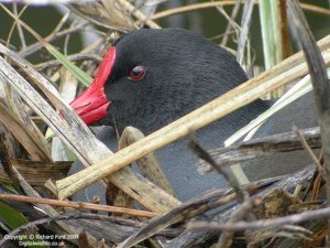 Moorhen