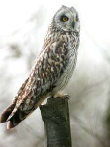 Short eared owl