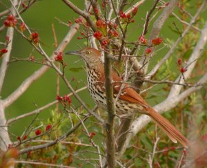 Brown Thrasher