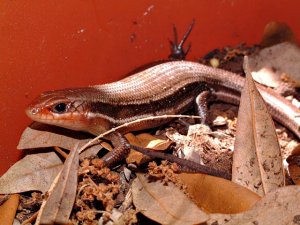 Five-lined Skink