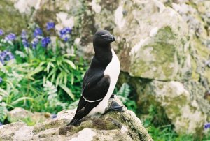 Razorbill