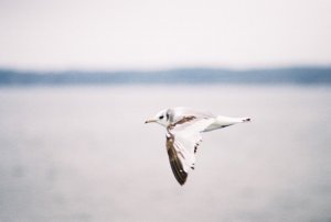 Kittiwake