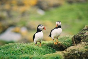 Couple of Puffins