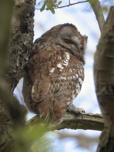 Tawny Owl