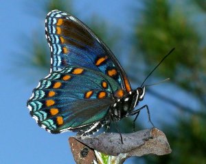 Red Spotted Purple