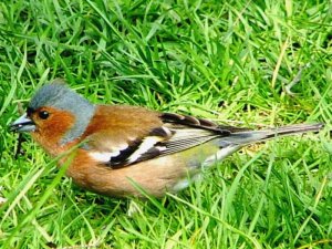 Chaffinch