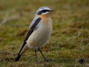 Greenland Wheatear