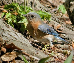 Eastern Bluebird