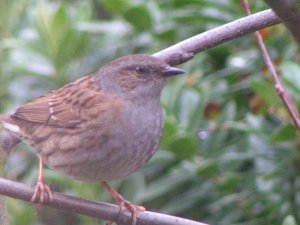 Dunnock