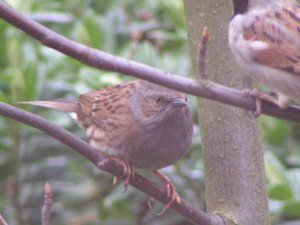 Hedge Sparrow