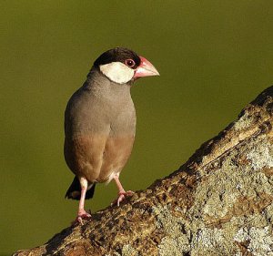 Java sparrow in Hawaii