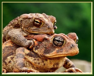 A Froggy Couple