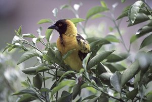 Northern Masked Weaver