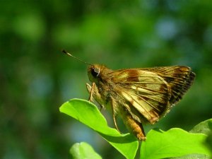 Zabulon Skipper