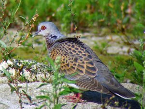 Turtle Dove