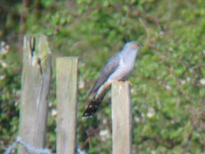 Eurasian Cuckoo