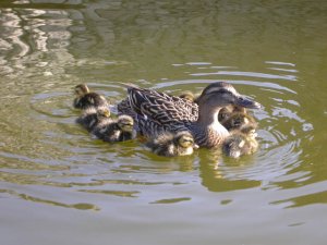 Ducklings with Mum
