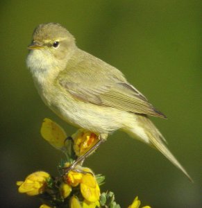 Eurasian or Common Chiffchaff