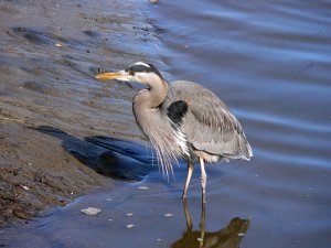 Great Blue Heron