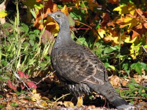 Sooty Grouse