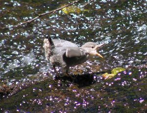 Dipper