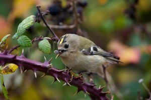 Goldcrest