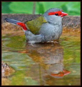 Bathing Red-Browed Firetail