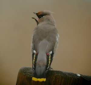 Waxwing