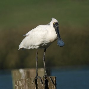 Royal Spoonbill